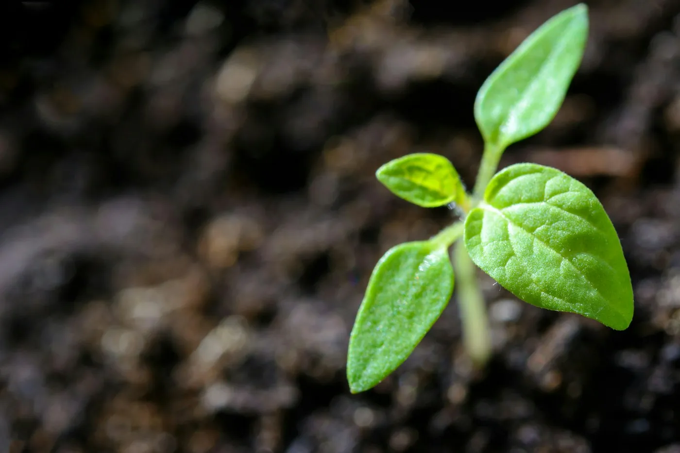 A young green plant emerging from soil